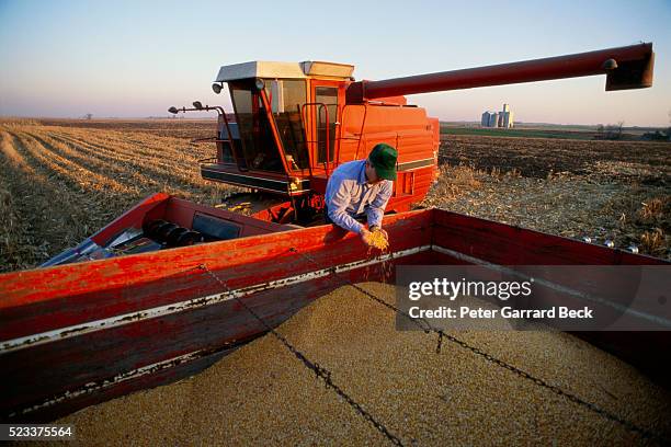 farmer harvesting corn - colheita - fotografias e filmes do acervo