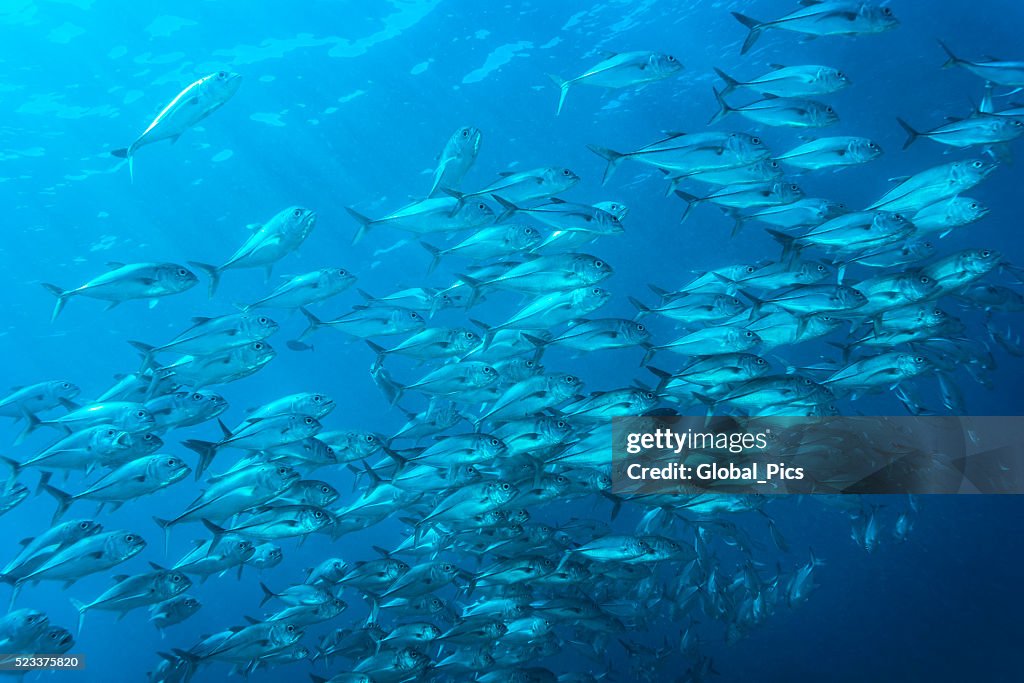 Jackfish - Palau, Micronesia