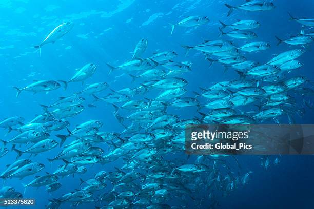 jackfish - palau, micronesia - bait ball stock pictures, royalty-free photos & images