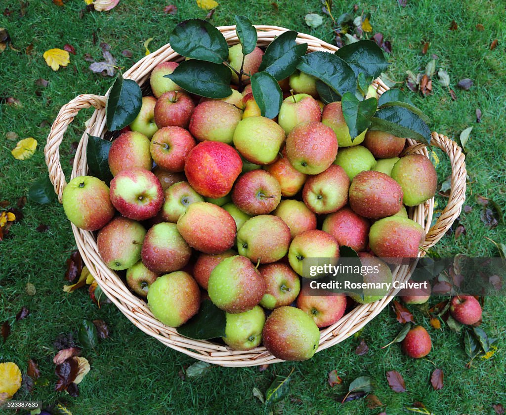 Basket of apples from above with drops of rain