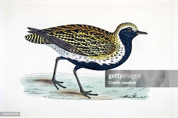 plover bird 19 century illustration - golden plover stock illustrations