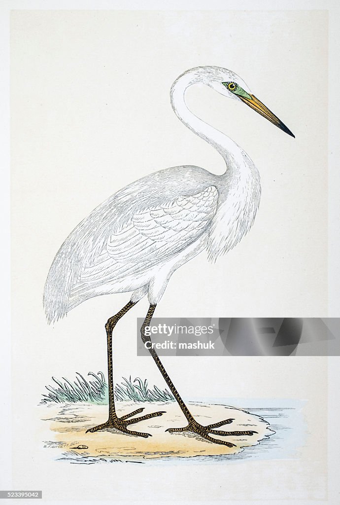 Heron bird 19 century illustration