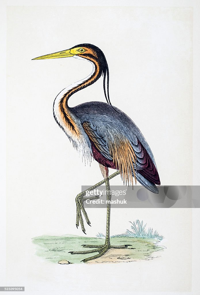 Heron bird 19 century illustration