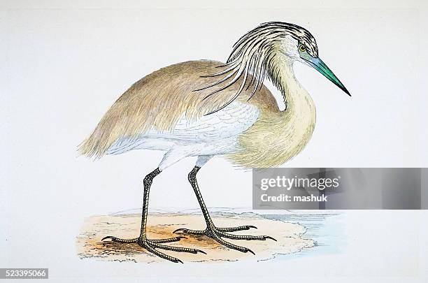 heron bird 19 century illustration - great egret stock illustrations