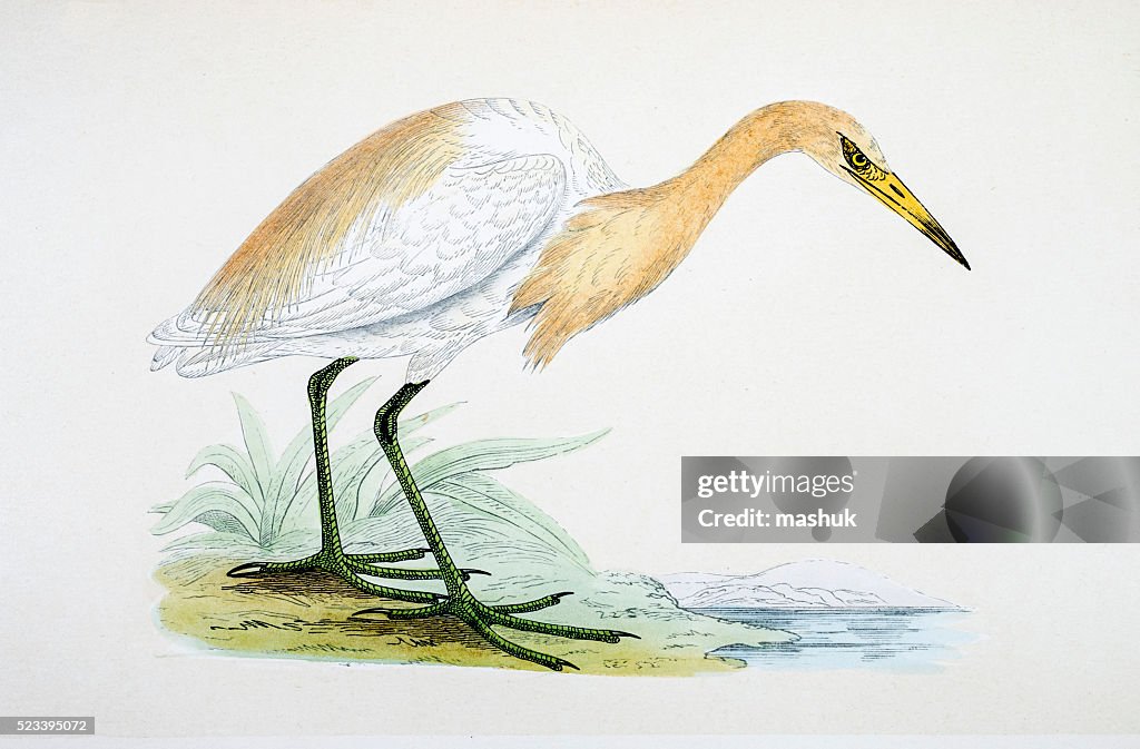Heron bird 19 century illustration
