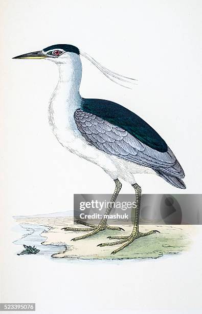 heron bird 19 century illustration - great egret stock illustrations