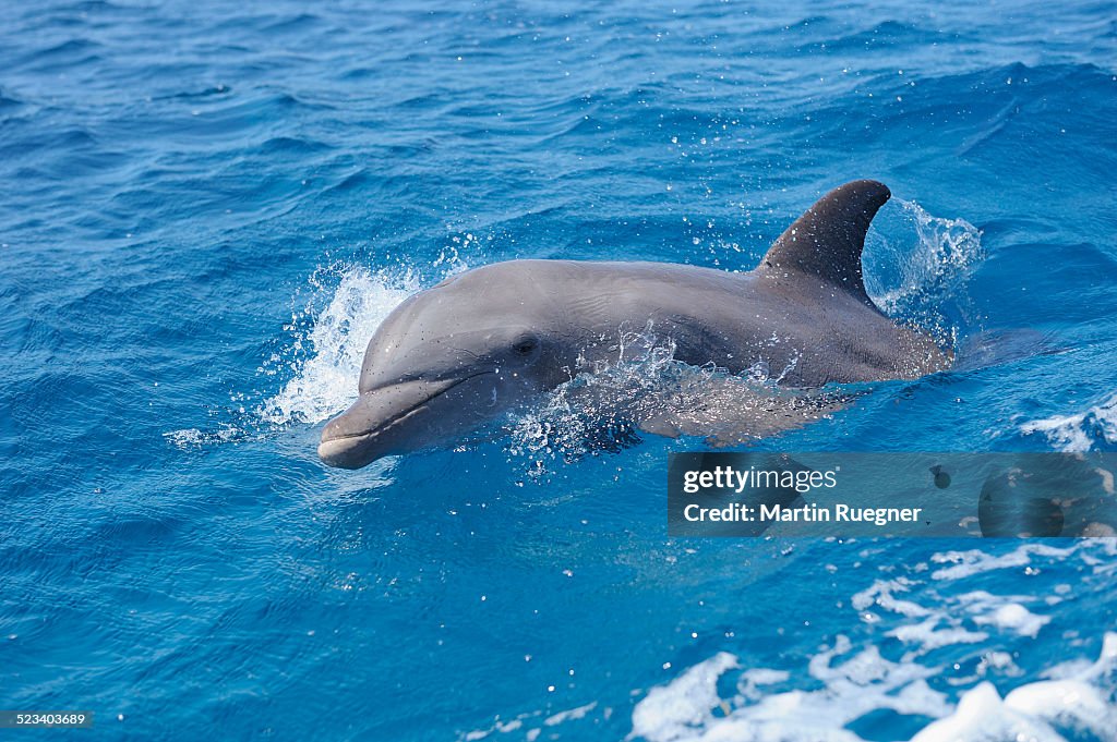 Bottlenose dolphin