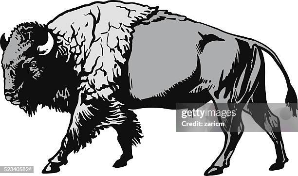 buffalo - american bison - american bison stock illustrations