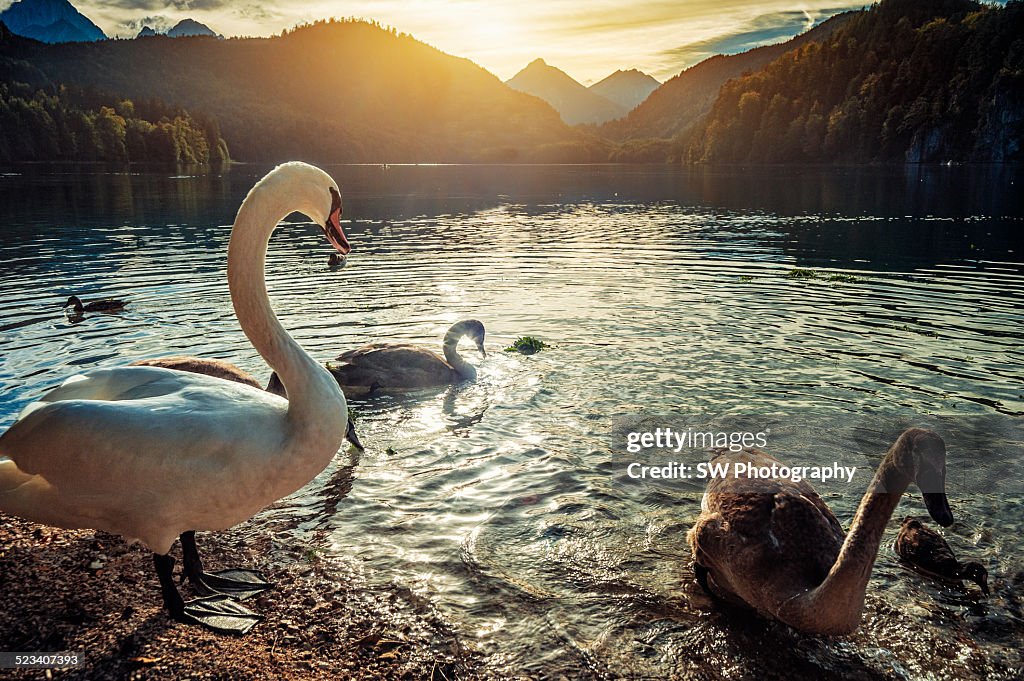 Sunset at Alpsee in Hohenschwangau