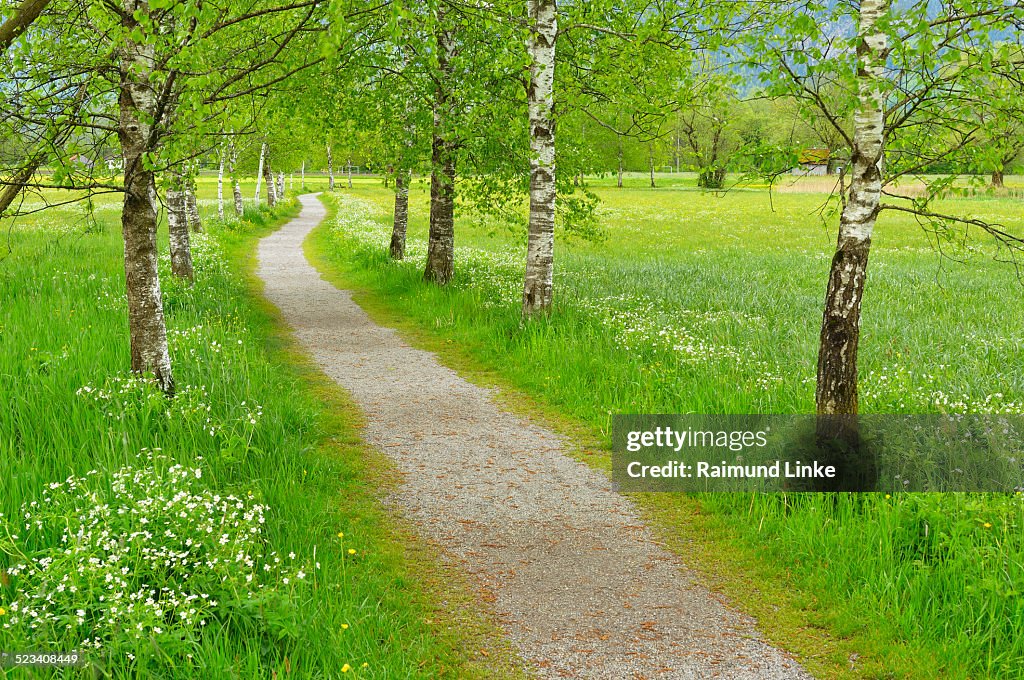 Path with Birch Trees