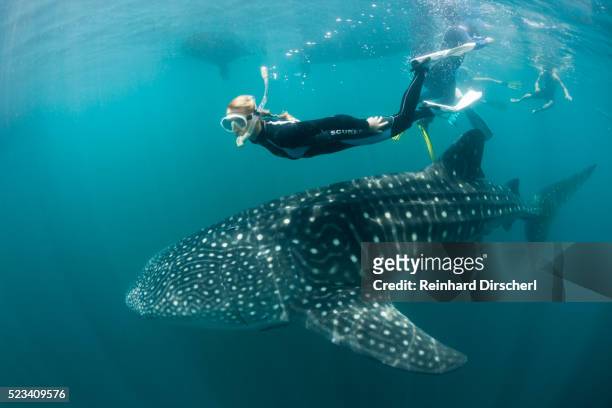 snorkeling near whale shark, indonesia - walvishaai stockfoto's en -beelden