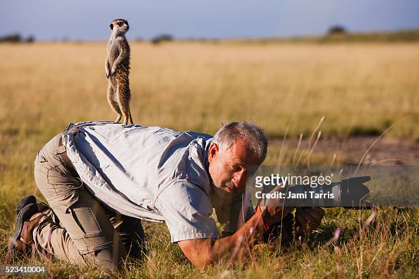 meerkat climbs on photographer in the kalahari desert - meerkat stockfoto's en -beelden