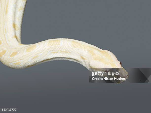 head of albino python shot in studio against grey background - schlangenleder stock-fotos und bilder