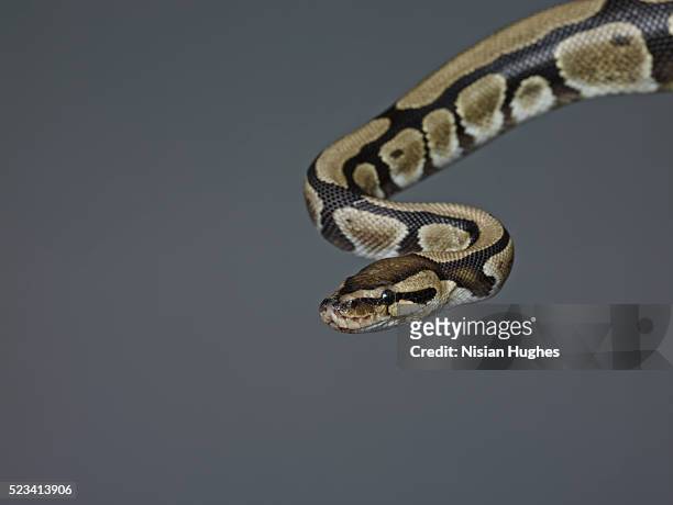 studio shot of ball python (python regius) - python stock-fotos und bilder