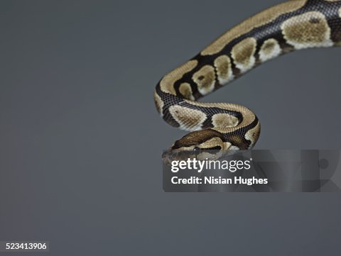 Studio shot of ball python (Python regius) Studio shot of ball python (Python regius)