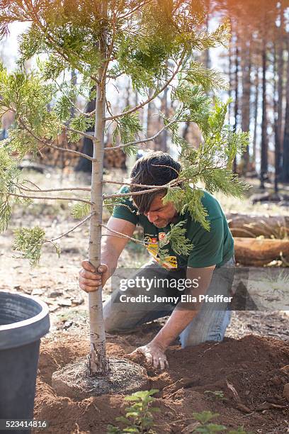 man planting tree - reforestation stock pictures, royalty-free photos & images