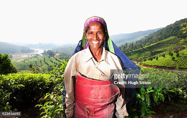 portrait of smiling tea picker, kerala, southern india - hugh sitton india stock pictures, royalty-free photos & images