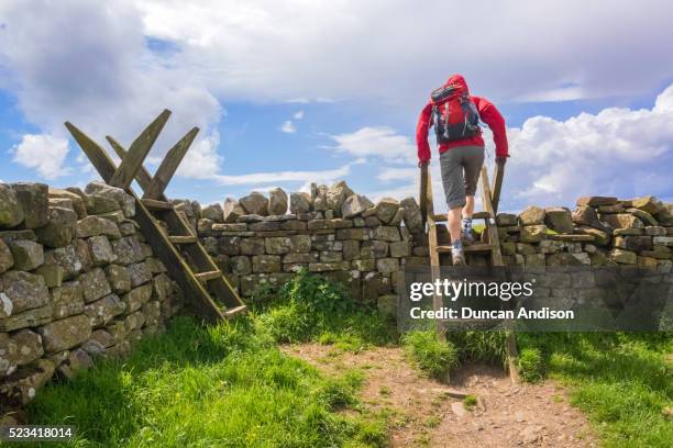 hiker crossing a stile - hadrians wall walk. - stile stock pictures, royalty-free photos & images