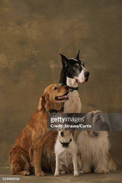 dog diversity - different animals together stock-fotos und bilder
