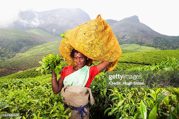 portrait of smiling tea picker, kerala, southern india - hugh sitton india fotografías e imágenes de stock
