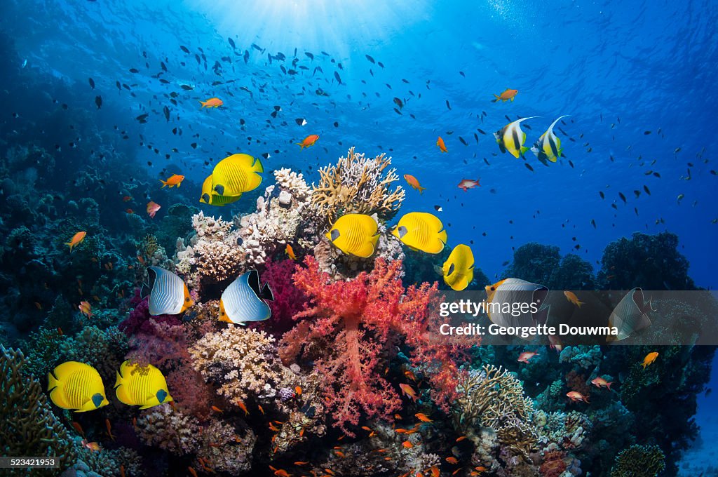 Coral reef scenery