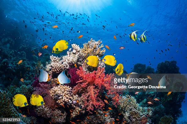 coral reef scenery - coral coloured stock pictures, royalty-free photos & images