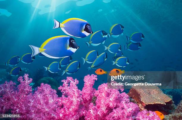 coral reef scenery with tropical fish - ocean fish stock-fotos und bilder