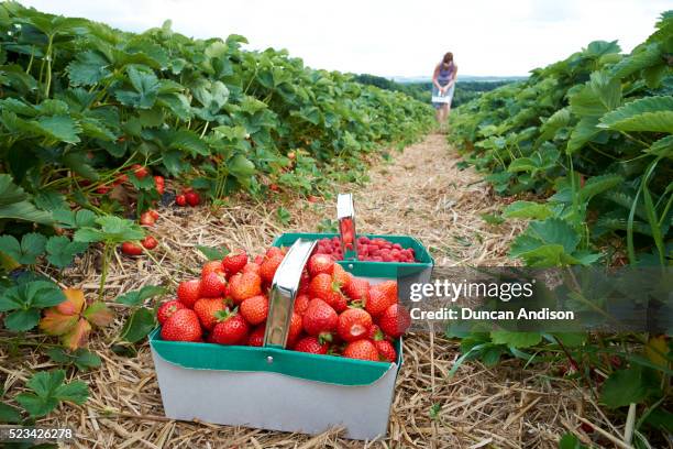 strawberry picking - strawberry field stock pictures, royalty-free photos & images