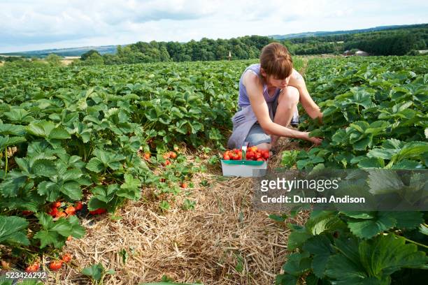 strawberry picking - strawberries stock pictures, royalty-free photos & images