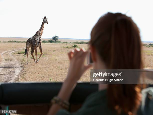 tourist taking picture of running giraffe. maasai mara, kenya - masai mara national reserve stock-fotos und bilder