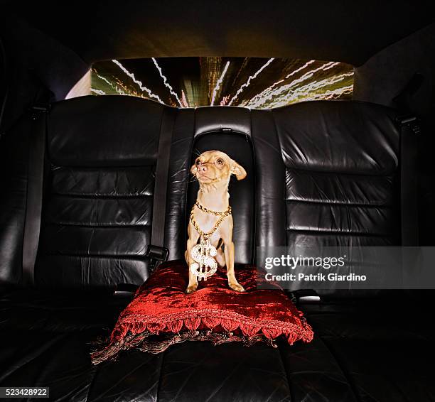 hip-hop dog riding in limo - bling bling stock pictures, royalty-free photos & images