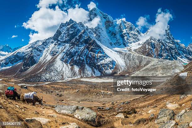 yaks carrying expedition equipment beneath dramatic himalaya mountain peaks nepal - nepal road bildbanksfoton och bilder