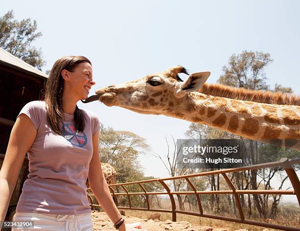 woman being licked by giraffe - white giraffe bildbanksfoton och bilder