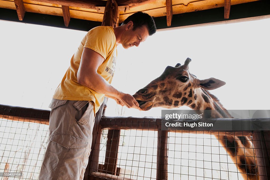 Man feeing giraffe