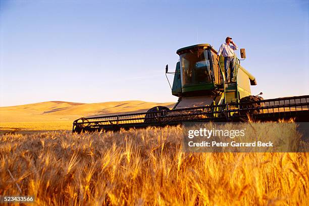 farmer surveying field of wheat from combine - combine harvester bildbanksfoton och bilder