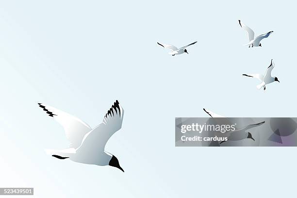 seagulls - sea water bird stock illustrations