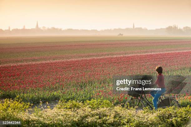 netherlands, hillegom, tulip field in morning mist. woman cycles - bike flowers ストックフォトと画像