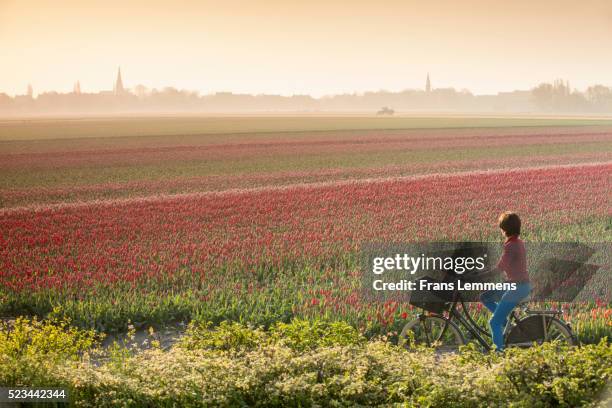 netherlands, hillegom, tulip field in morning mist. woman cycles - netherlands stock pictures, royalty-free photos & images