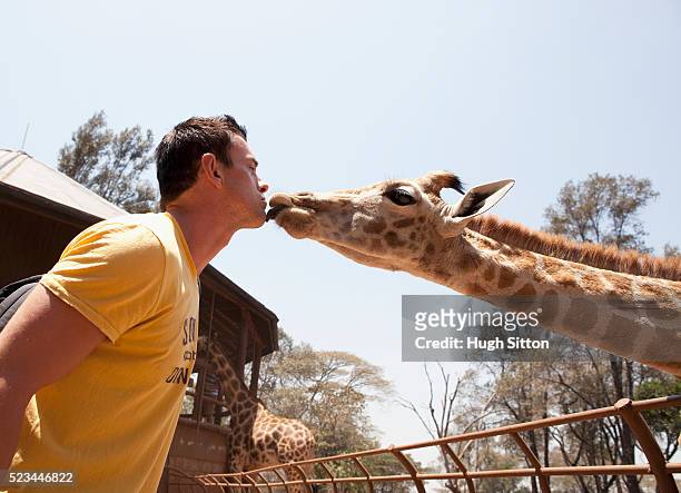 man kissing giraffe - white giraffe bildbanksfoton och bilder