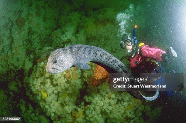 diver and wolf-eel - wolf eel stock pictures, royalty-free photos & images