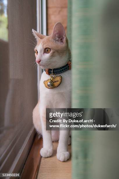 cute thai cat - siamese cat stockfoto's en -beelden