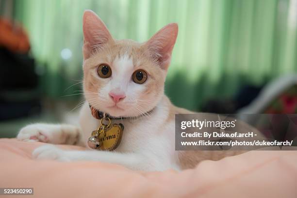 cute thai cat - siamese cat stockfoto's en -beelden