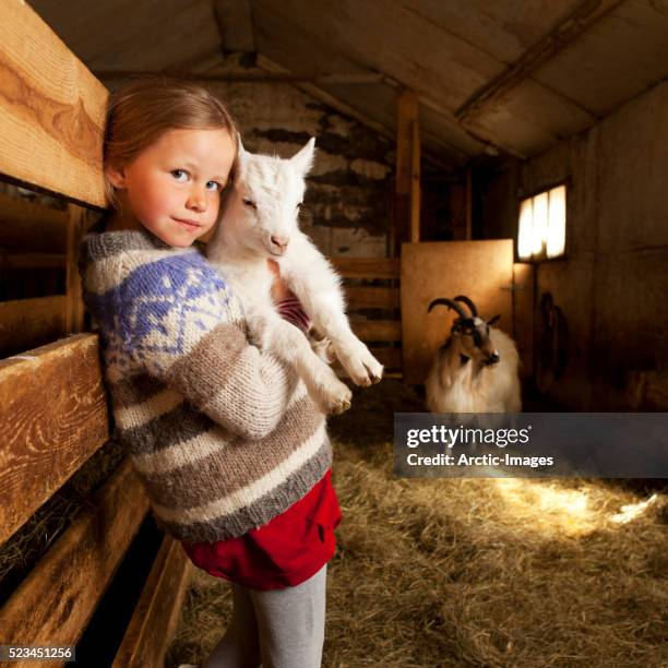 girl holidng goat kid, goat farm iceland - jong dier stockfoto's en -beelden