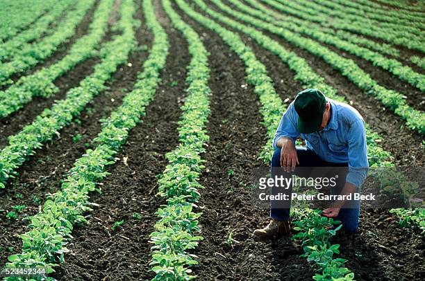 farmer inspecting his soybean field - soybean harvest photos et images de collection