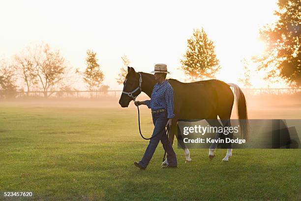 woman leading horse through pasture at sunrise - reins stock pictures, royalty-free photos & images