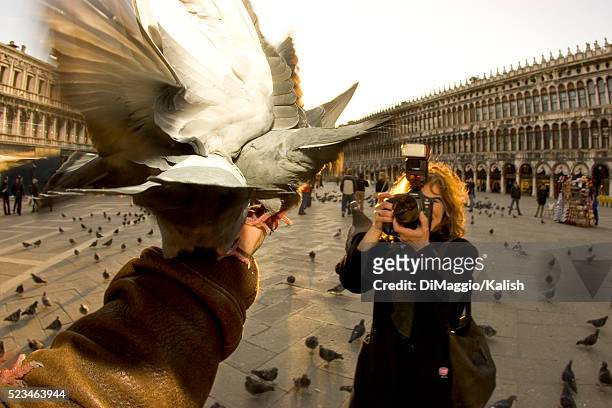 tourists photographing pigeons in piazza san marco - frauen mit fotoapparat stock-fotos und bilder