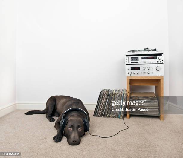 dog listening to records - headphones turntable stock-fotos und bilder