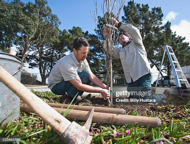 landscape maintenance workers planting a tree outside in a park - landscape gardener foto e immagini stock