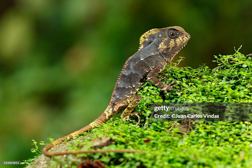 Helmeted Iguana