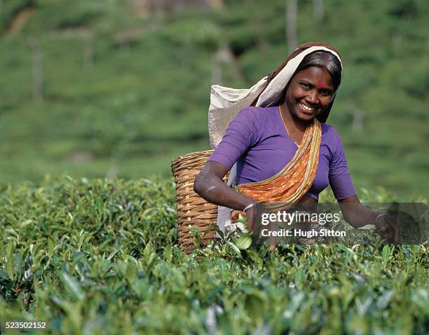woman picking tea on plantation, sri lanka - hugh sitton india fotografías e imágenes de stock